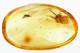 Two Detailed Fossil Spiders (Araneae) in Baltic Amber #321712-1